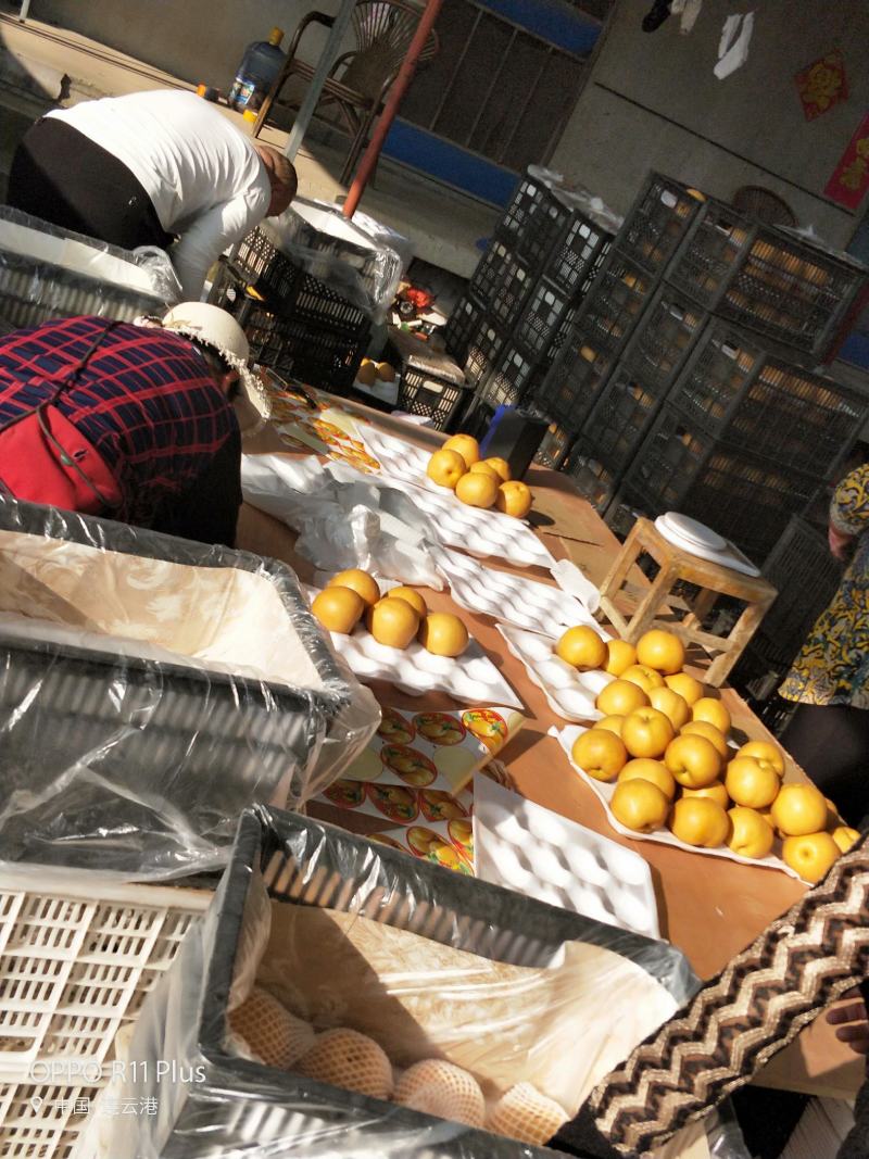 新品种上市，晚秋黄梨，对接全国各地老板产地直发货。
