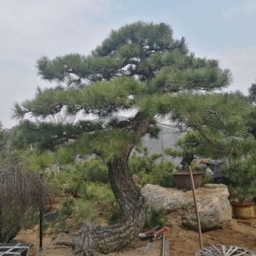 各种规格造型景观松