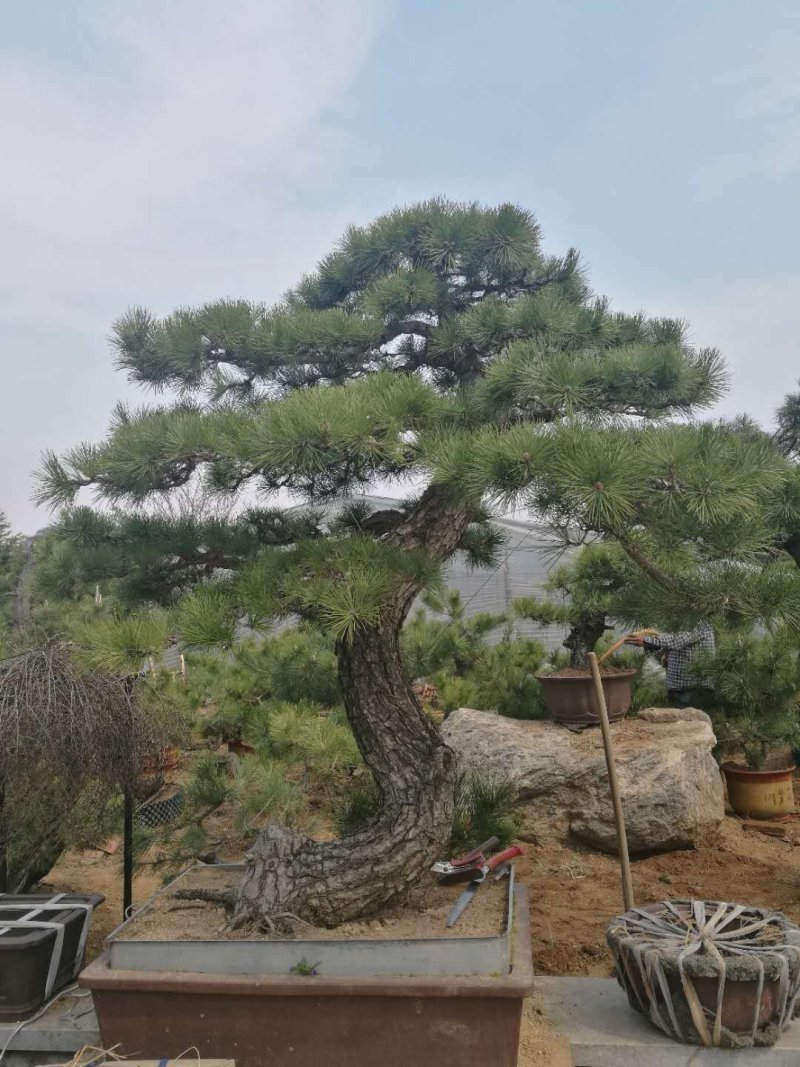 各种规格造型景观松