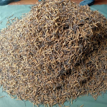 玉树冬虫夏草喜欢下单
