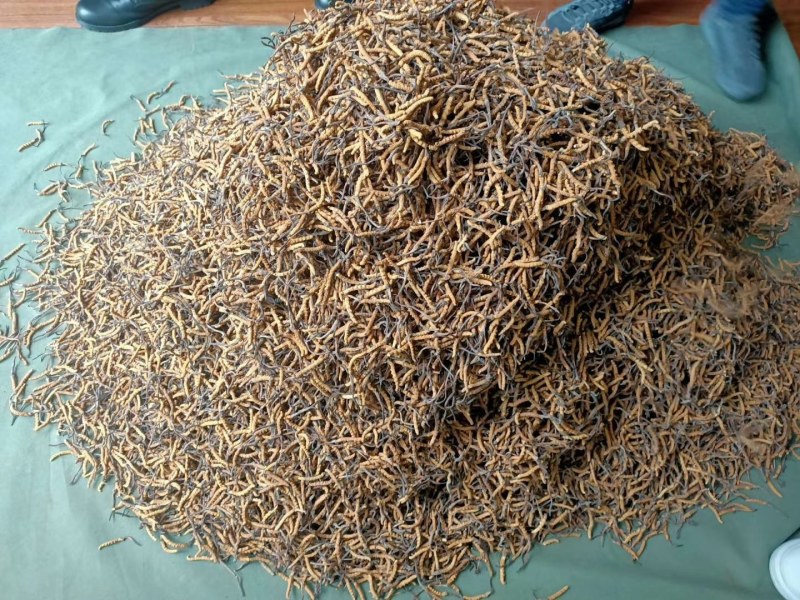 玉树冬虫夏草喜欢下单