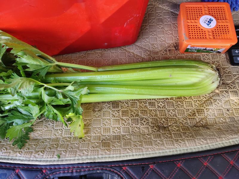 大西芹，需要的抓紧联系