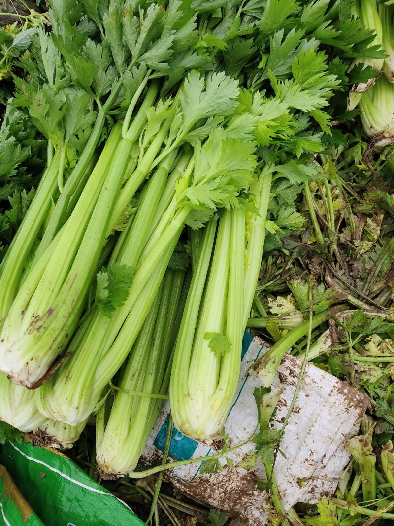 大西芹，需要的抓紧联系