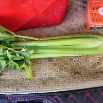 大西芹，需要的抓紧联系