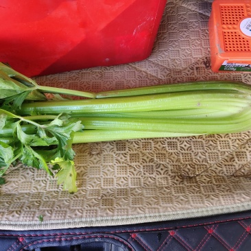 大西芹，需要的抓紧联系