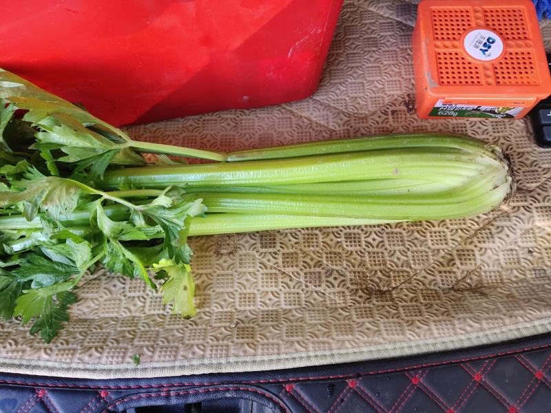 大西芹，需要的抓紧联系