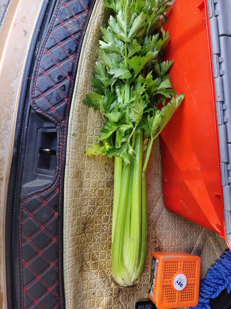 大西芹，需要的抓紧联系