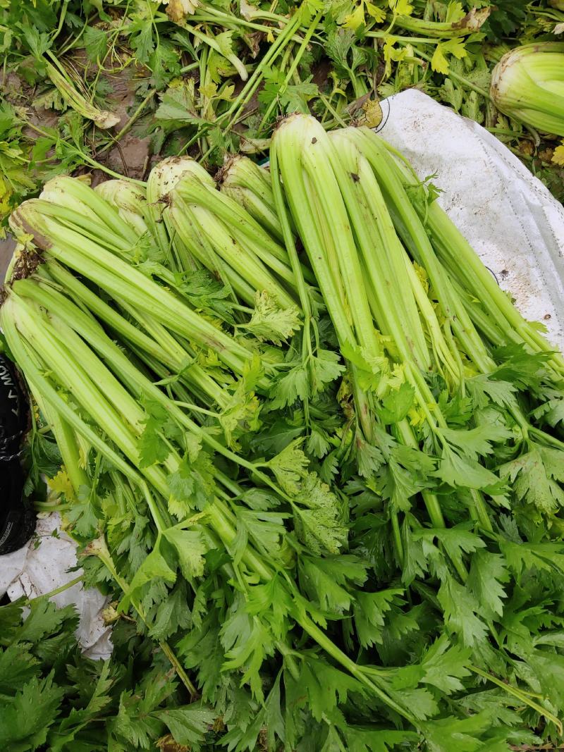 大西芹，需要的抓紧联系