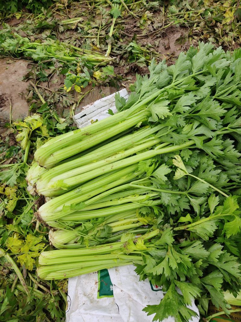 大西芹，需要的抓紧联系