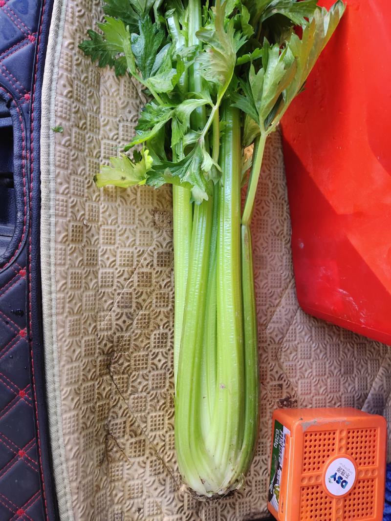 大西芹，需要的抓紧联系