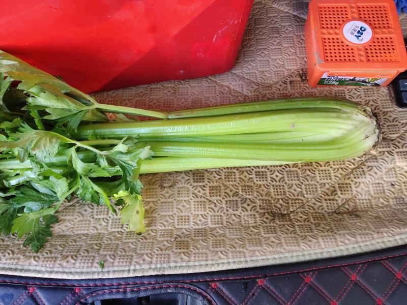 大西芹，需要的抓紧联系