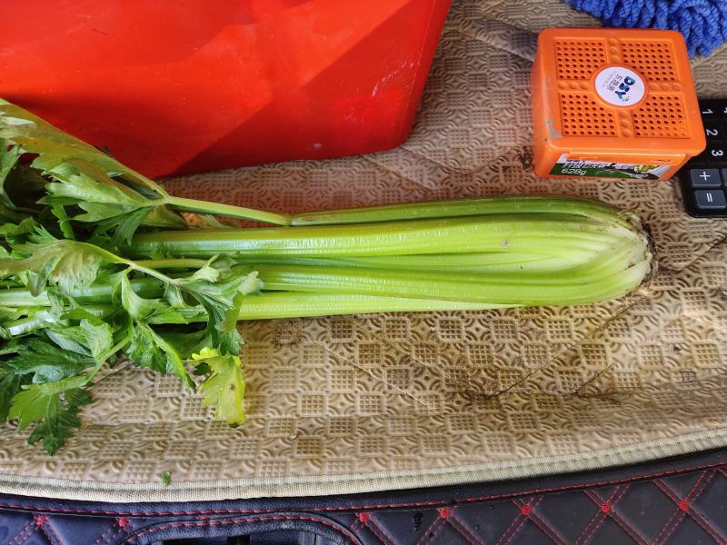 大西芹，需要的抓紧联系