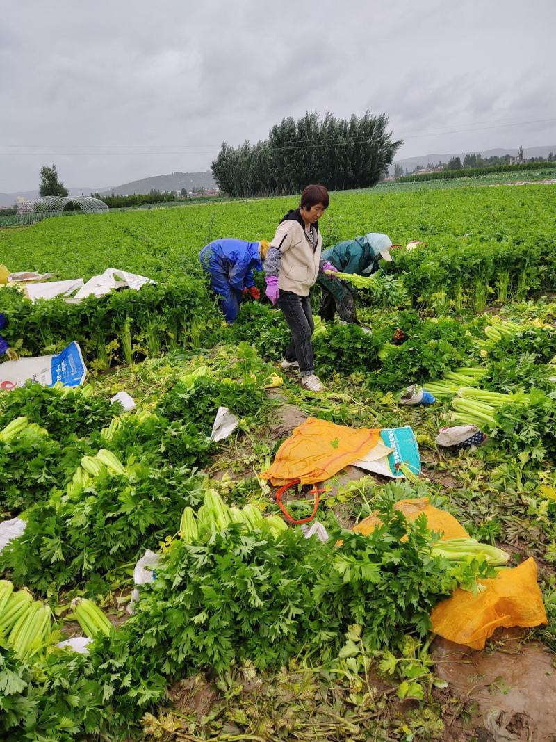 大西芹，需要的抓紧联系