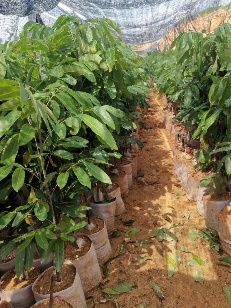 石夹龙眼杯苗嫁接两年苗产量高带原土杯出货叶色靓