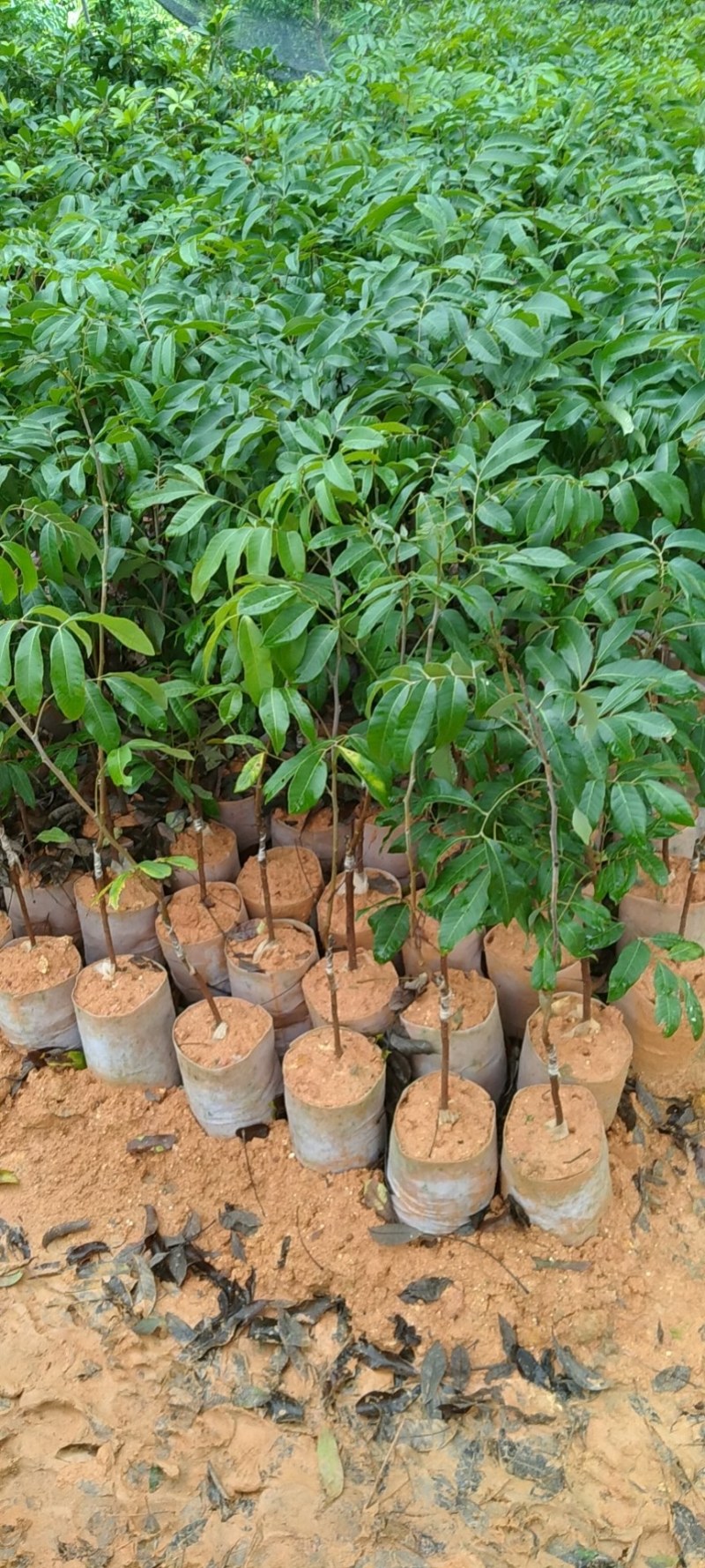 石夹龙眼杯苗嫁接两年苗产量高带原土杯出货叶色靓
