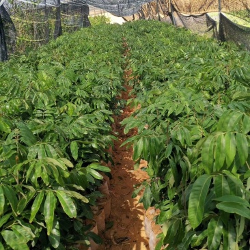 石夹龙眼杯苗嫁接两年苗产量高带原土杯出货叶色靓