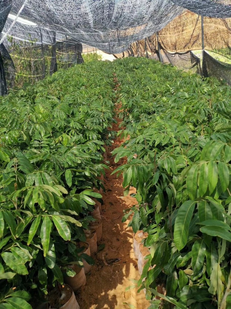 石夹龙眼杯苗嫁接两年苗产量高带原土杯出货叶色靓