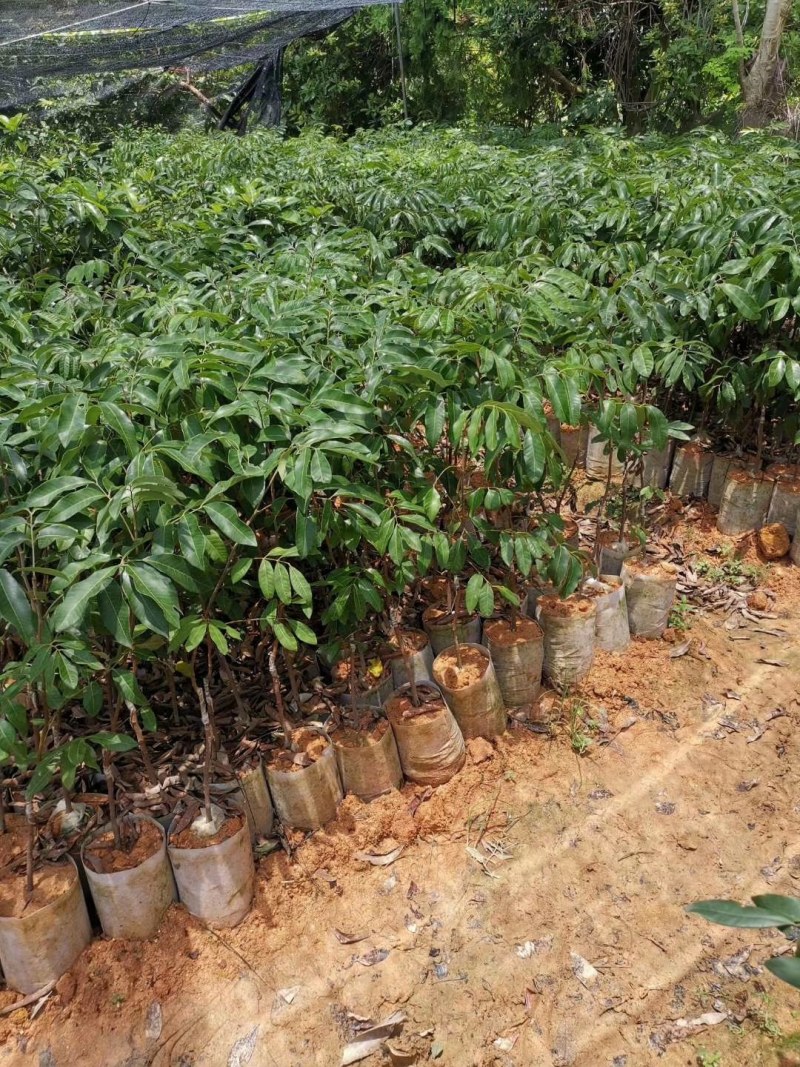 石夹龙眼杯苗嫁接两年苗产量高带原土杯出货叶色靓