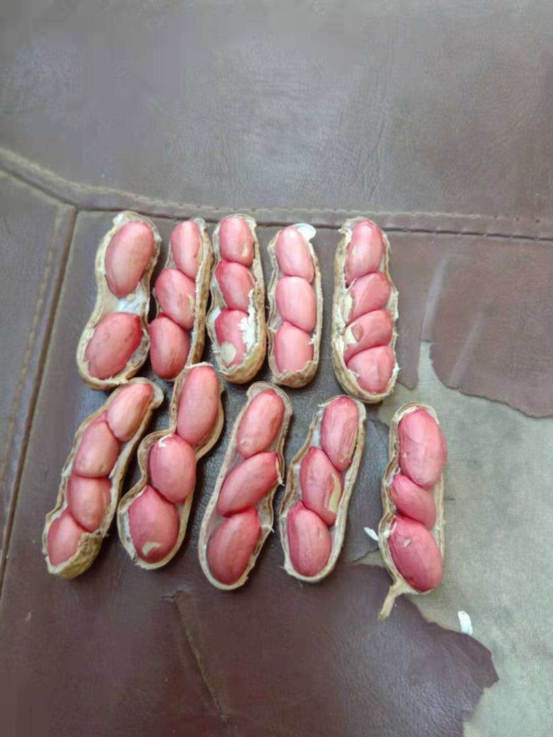 提供优质的四粒红鲜花生