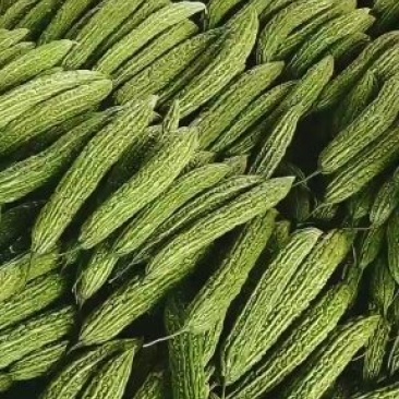 山东临沂兰陵县,苦瓜,颜色青,条形好,保质量,产地直销。