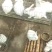 肉兔公羊兔产地养殖量大从优欢迎你们的到来