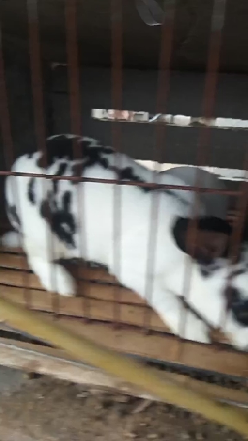 彩色黑白花獭兔正在销售中有需要的朋友抓紧联系