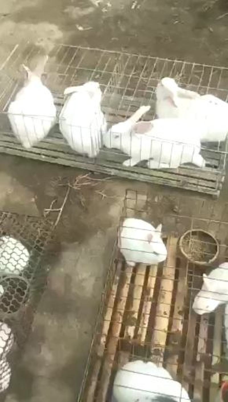 彩色黑白花獭兔正在销售中有需要的朋友抓紧联系