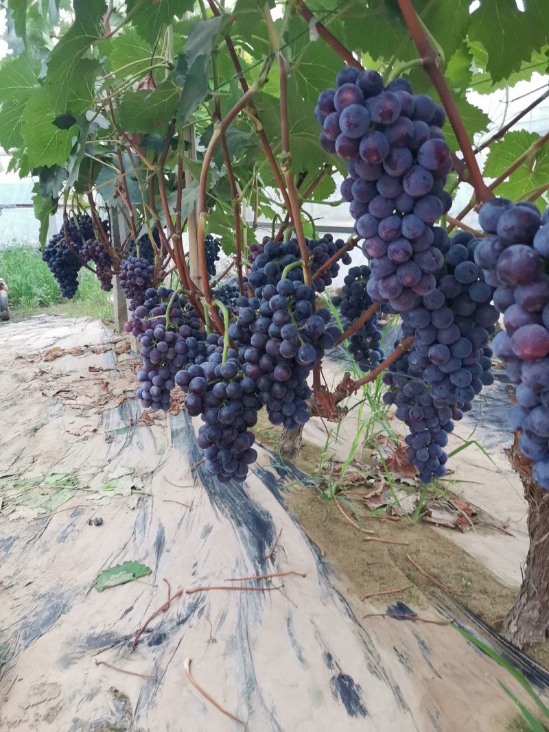 路地夏黑葡萄大量有货价格便宜