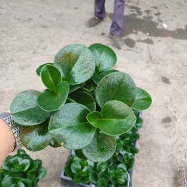 碧玉（电脑宝贝）基地种植