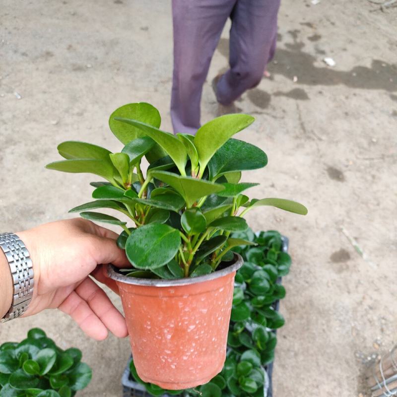 碧玉（电脑宝贝）基地种植
