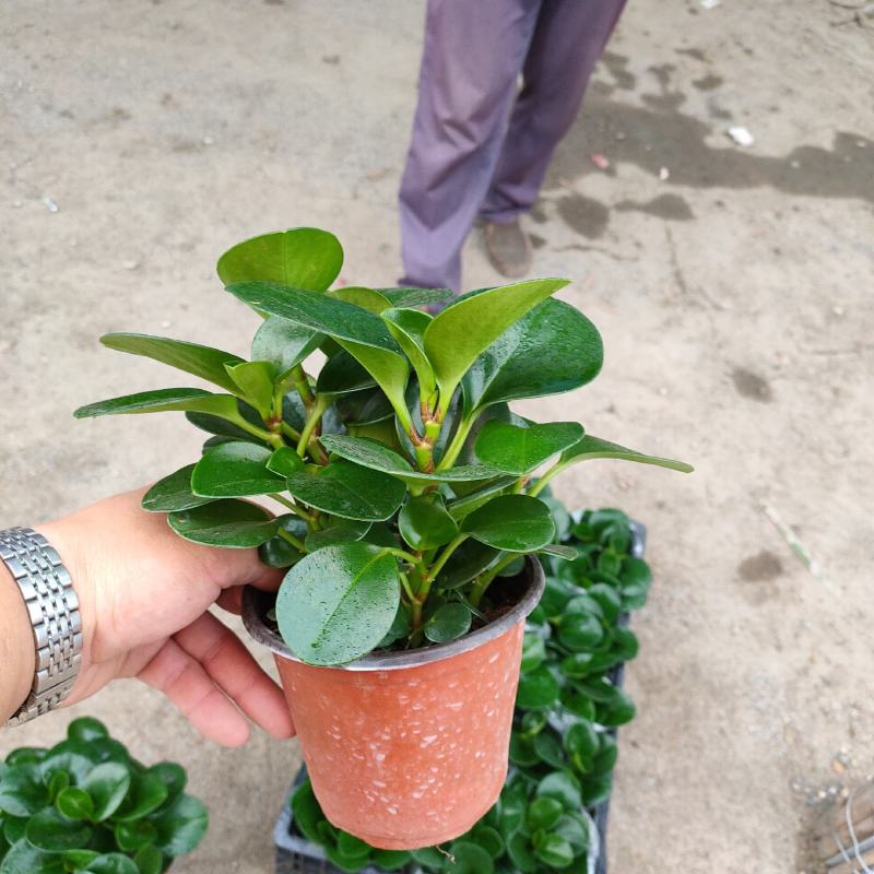 碧玉（电脑宝贝）基地种植