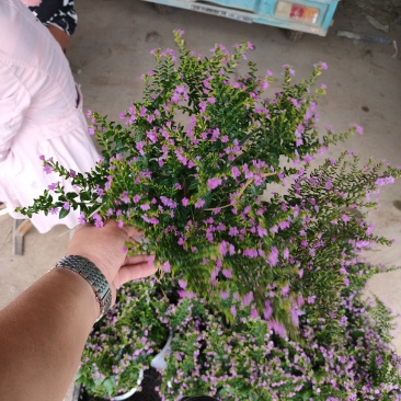 基地种植紫花满天星