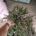 基地种植紫花满天星