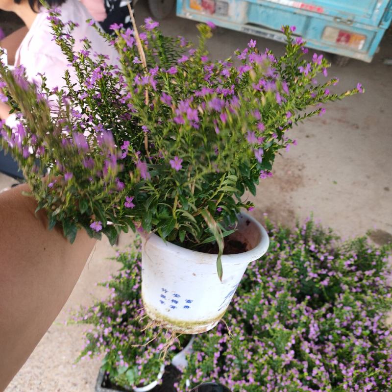 基地种植紫花满天星