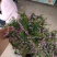基地种植紫花满天星