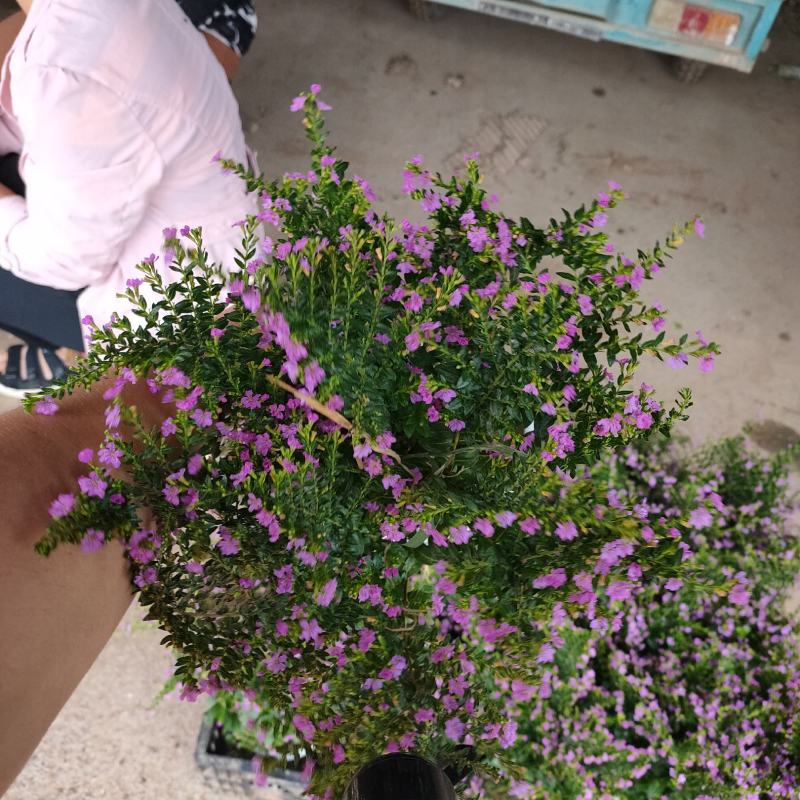 基地种植紫花满天星