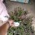 基地种植紫花满天星
