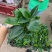 泰国金钻（绿公主）组摆用花