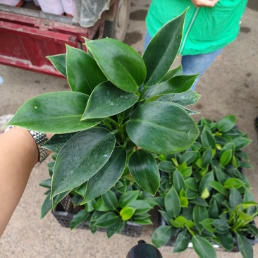 泰国金钻（绿公主）组摆用花