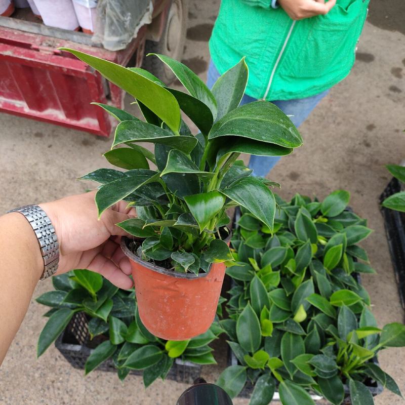 泰国金钻（绿公主）组摆用花