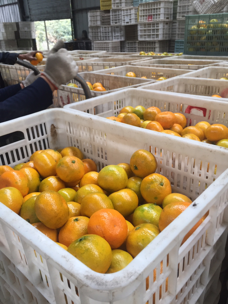 特早蜜桔60-70果大量上市品感酸甜、品质保证