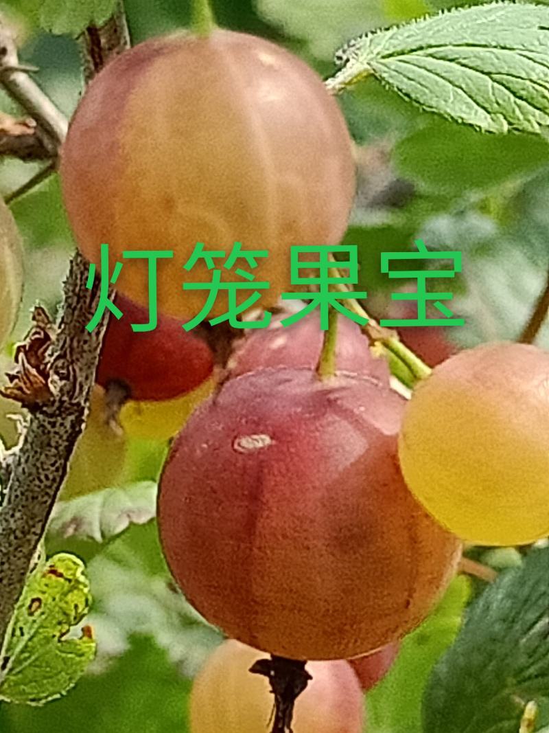 灯笼果苗，长年批发2一3年生灯笼果苗，保证质量，纯度