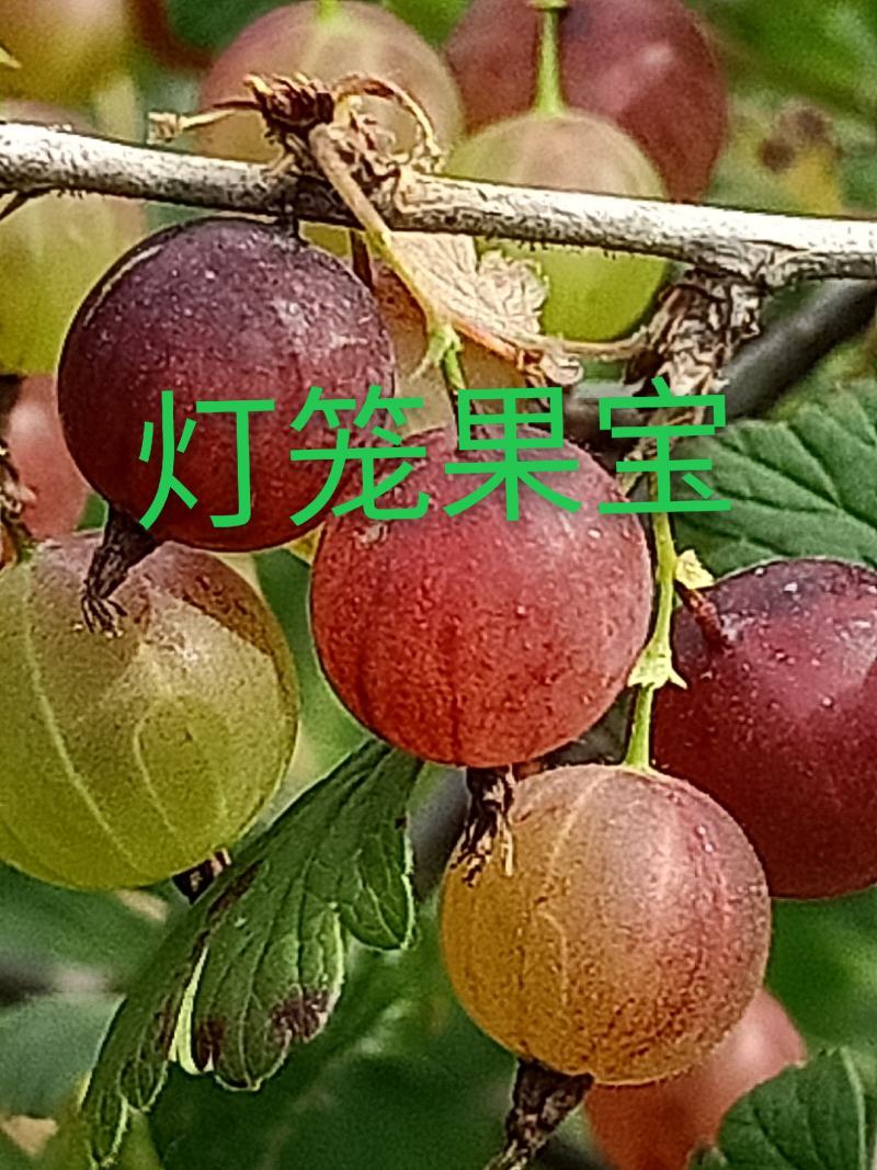 灯笼果苗，长年批发2一3年生灯笼果苗，保证质量，纯度