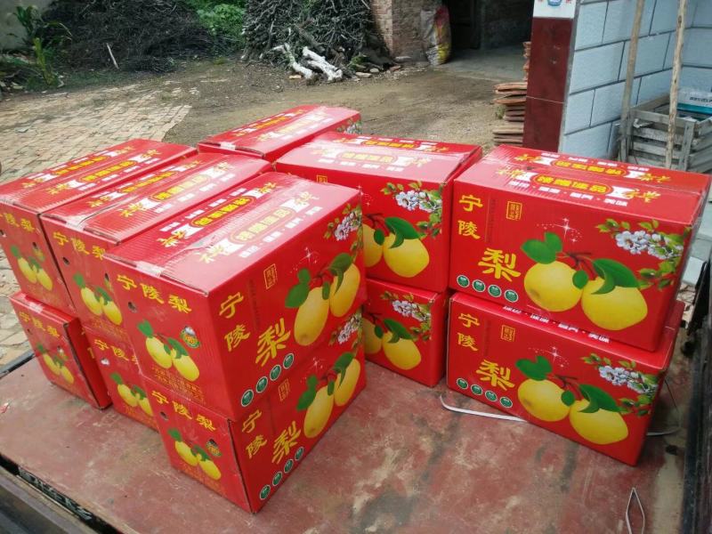 河南省宁陵县的梨上市了！一条龙服务！！套袋果上市了，7月