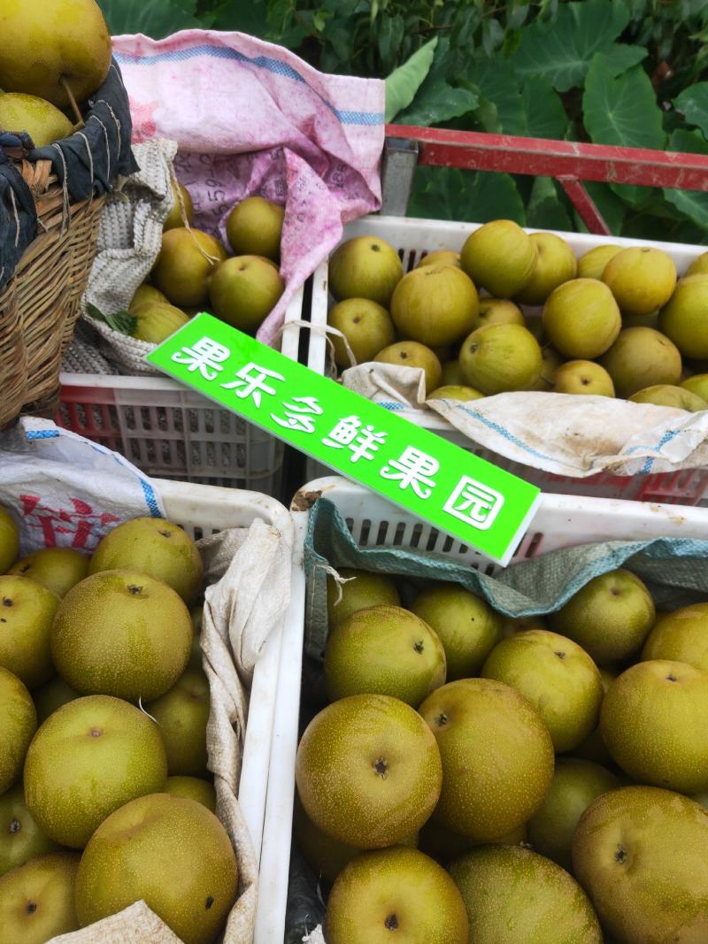 圆黄梨，【千亩基地】半斤起步，超甜无渣量大从优，产地直供