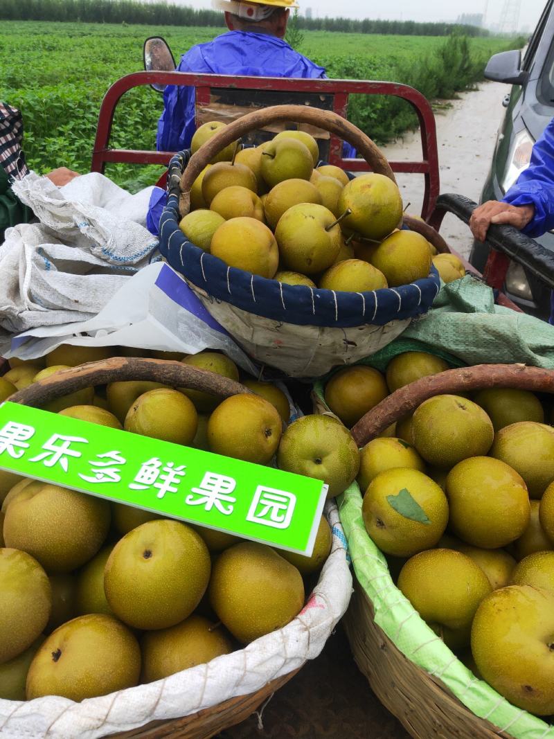 圆黄梨，【千亩基地】半斤起步，超甜无渣量大从优，产地直供