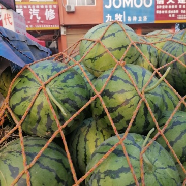 河南太康陆地西瓜，玉麒麟西瓜