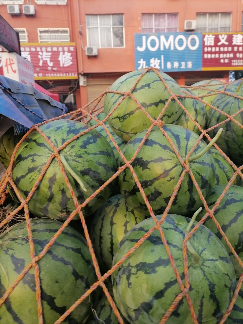 河南太康陆地西瓜，玉麒麟西瓜