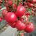 粉亚特高硬度粉果西红柿种子番茄种子大果型番茄品种