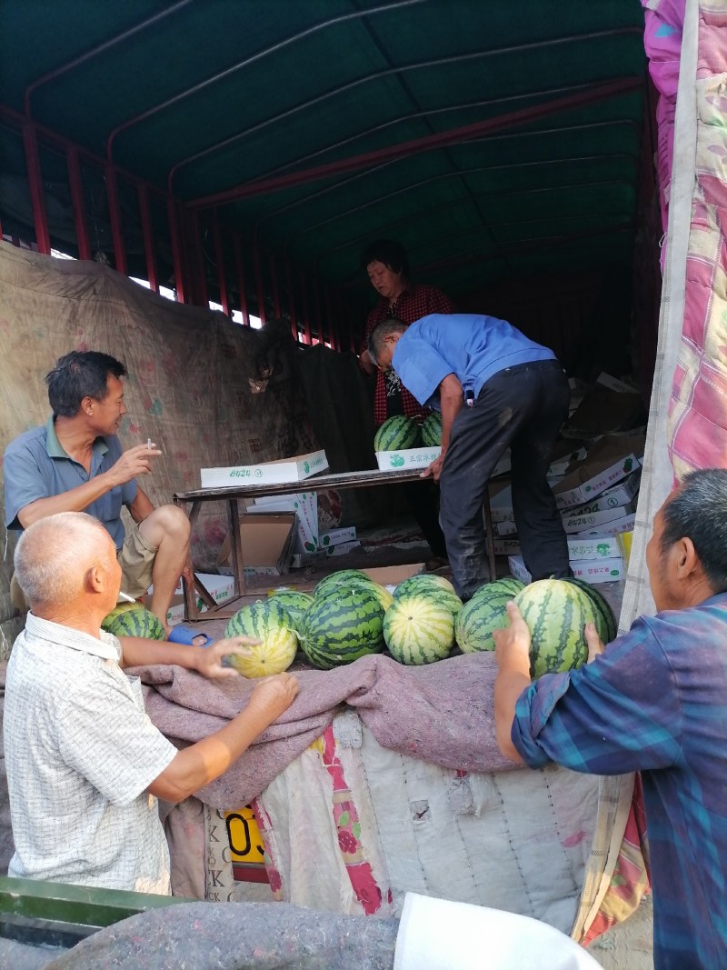 河南太康陆地西瓜，玉麒麟西瓜